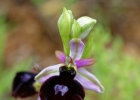 Ophrys bertolonii
