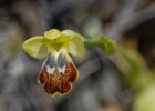 Ophrys bilunulata