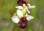 hybrides et lusus
