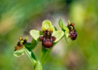 Ophrys bombyliflora