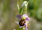 hybrides et lusus