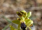 Ophrys delforgei