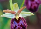 Ophrys exaltata subsp arachnitiformis