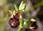 hybrides et lusus