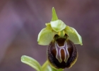 Ophrys exaltata subsp marzuola