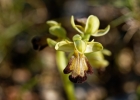 hybrides et lusus