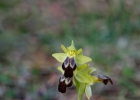 Ophrys forestieri
