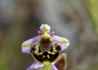 Ophrys fuciflora