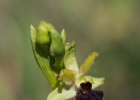 hybrides et lusus