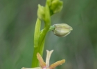 Ophrys incubacea