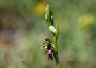 Ophrys insectifera