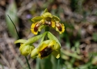 hybrides et lusus