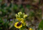 Ophrys lutea