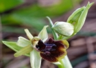 Ophrys massiliensis