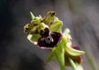 Hybrides et lusus