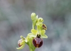 Ophrys passionis
