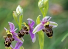 Ophrys picta