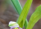 Ophrys santonica