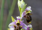Ophrys scolopax