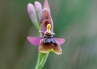 hybrides et lusus