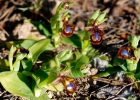 Ophrys speculum