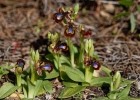 Ophrys speculum