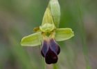 Ophrys sulcata