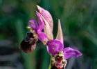 hybrides et lusus