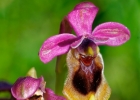 Ophrys tenthredinifera