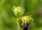 Ophrys vasconica