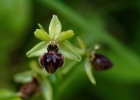 Ophrys virescens