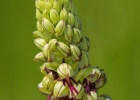 Orchis anthropophora