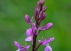 Orchis langei