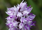 hybrides et lusus