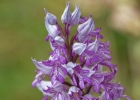 Orchis militaris