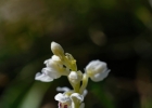Hybrides et lusus