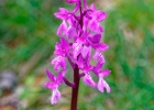 Orchis olbiensis