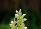 Orchis pallens