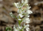 Hybrides et lusus