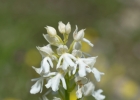 hybrides et lusus
