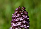 Orchis purpurea