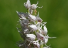 hybrides et lusus