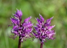 Orchis simia