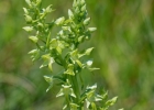 hybrides et lusus