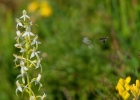 Platanthera bifolia