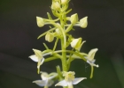 Platanthera chlorantha