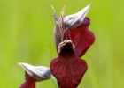 Serapias cordigera