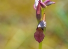 Serapias lingua