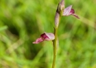 Serapias parviflora