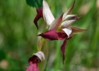 hybrides et lusus